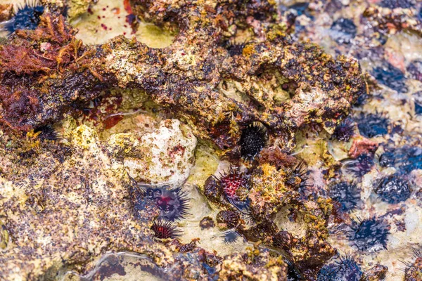 Ouriços do mar no fundo do oceano. Close-up . — Fotografia de Stock