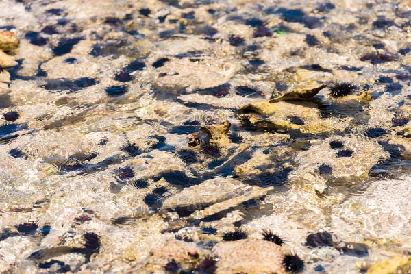 Ouriços do mar no fundo do oceano. Close-up . — Fotografia de Stock