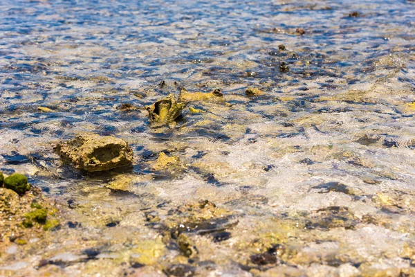 Fundo marinho através de água cristalina. Fundo marinho desfocado, fundo rochoso do mar através de água limpa em Bávaro (La Altagracia, República Dominicana) . — Fotografia de Stock