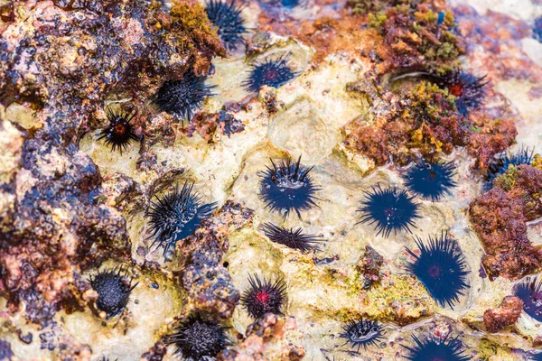 Okyanus tabanında deniz kestanesi. Yakın çekim.