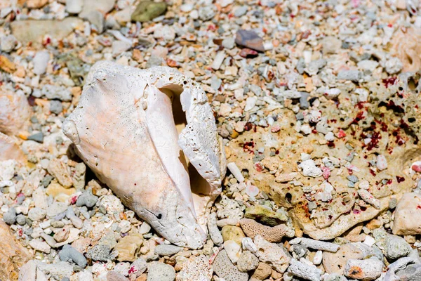 Büyük kabuk Bayahibe, La Altagracia, Dominik Cumhuriyeti, sahilinde yer almaktadır. Yakın çekim.