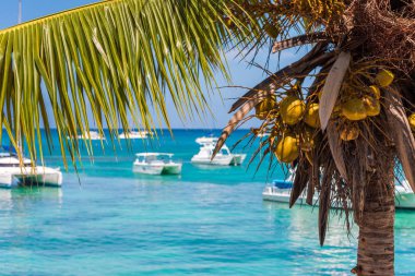 Bayahibe, La Altagracia, Dominik Cumhuriyeti denizde arka plan üzerine Hindistan cevizi ile palmiye ağacı. Metin için yer kopyalayın.