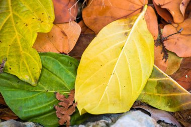 Bayahibe, La Altagracia, Dominik Cumhuriyeti düşen yapraklar, renkli arka plan yaptı. Yakın çekim.