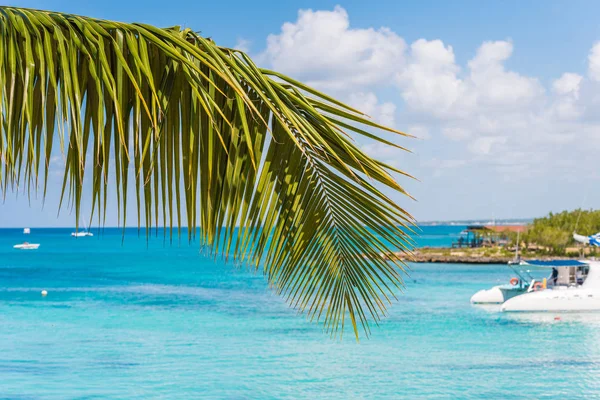 Ramo di palma sullo sfondo del mare a Bayahibe, La Altagracia, Repubblica Dominicana. Copia spazio per testo . — Foto Stock