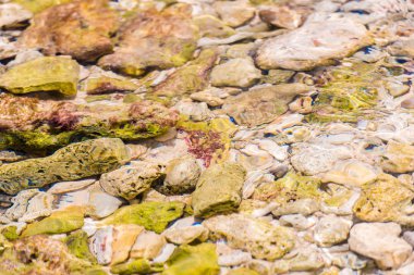 Bayahibe, La Altagracia, Dominik Cumhuriyeti, kristal berraklığında su yoluyla deniz yatağı. Yakın çekim.