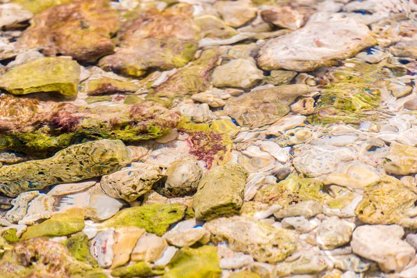 Bayahibe, La Altagracia, Dominik Cumhuriyeti, kristal berraklığında su yoluyla deniz yatağı. Yakın çekim.