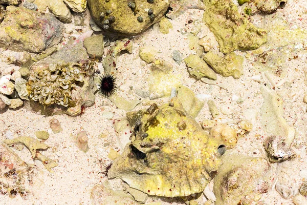 Okyanus tabanında deniz kestanesi. Yakın çekim.