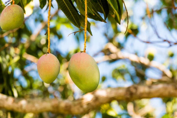 Bir arka plan bulanık, Vinales, Pinar del Rio, Küba ile ağaç dal mango meyve. Yakın çekim.