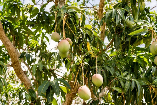 Vista de un árbol con mangos, Vinales, Pinar del Rio, Cuba . —  Fotos de Stock