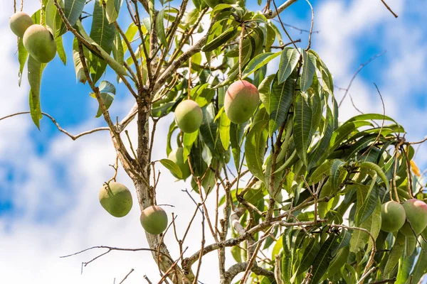 Mango, Vinales, Pinar del Rio, Küba ağaçlarıyla bir görünümünü.