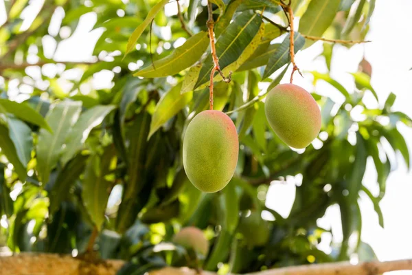 Frutos de mango sobre una rama de un árbol con un fondo borroso, Vinales, Pinar del Río, Cuba. Primer plano . —  Fotos de Stock