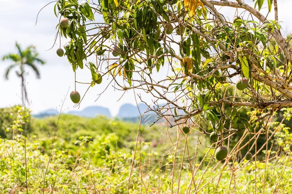 Syn på ett träd med mango, Vinales, Pinar del Rio, Kuba. — Stockfoto