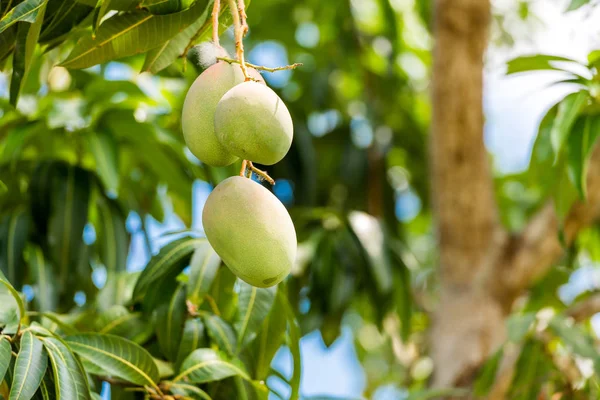 Frutos de mango sobre una rama de un árbol con un fondo borroso, Vinales, Pinar del Río, Cuba. Primer plano . —  Fotos de Stock