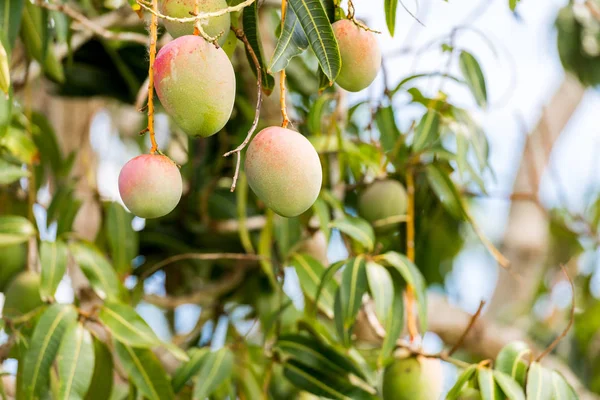 Bir arka plan bulanık, Vinales, Pinar del Rio, Küba ile ağaç dal mango meyve. Yakın çekim.