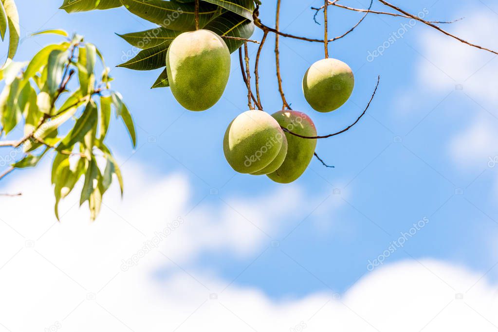 Fruits of mango against the sky, Vinales, Pinar del Rio, Cuba. Close-up. Copy space for text.