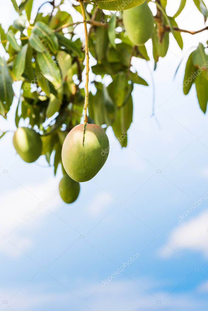 Fruits of mango against the sky, Vinales, Pinar del Rio, Cuba. Close-up. Copy space for text. Vertical.                  