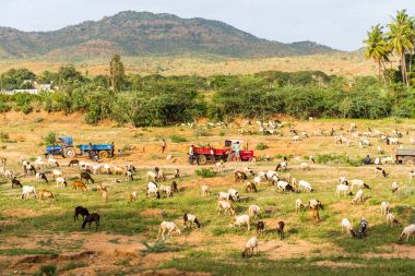 Hint kırsal manzara, Puttaparthi, Andhra Pradesh, Hindistan görünümünü. Metin için yer kopyalayın.