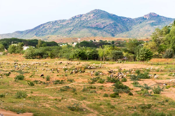 View of the indian rural landscape, Puttaparthi, Andhra Pradesh, India. Copy space for text.