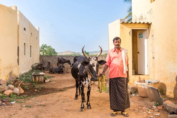 Puttaparthi, Andhra Pradesh, Hindistan - 9 Temmuz 2017: İnek Hintli adam. Metin için yer kopyalayın.  
