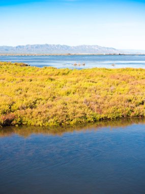 Ebro Delta Haliç ve sulak alanlar, Tarragona, Catalunya, İspanya. Metin için yer kopyalayın. Dikey.