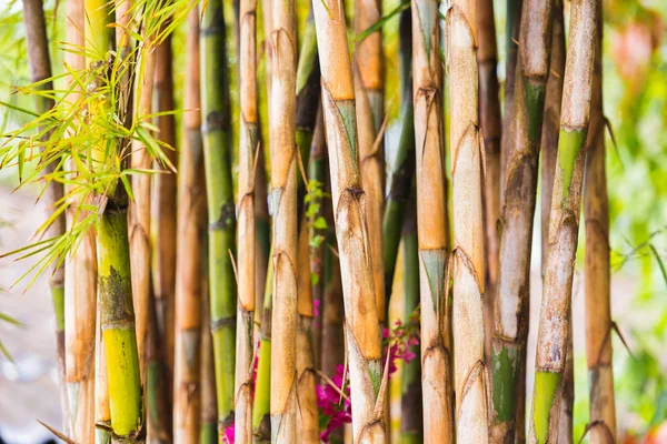 Perseguições de bambu close-up, Louangphabang, Laos. Close-up. Com foco seletivo . — Fotografia de Stock