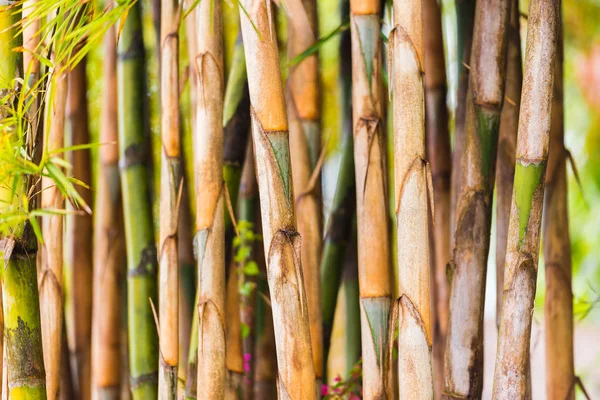 Perseguições de bambu close-up, Louangphabang, Laos. Close-up. Com foco seletivo . — Fotografia de Stock