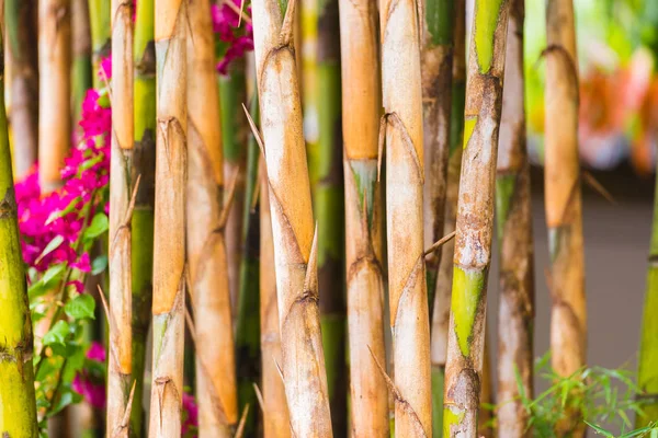 Perseguições de bambu close-up, Louangphabang, Laos. Close-up. Com foco seletivo . — Fotografia de Stock