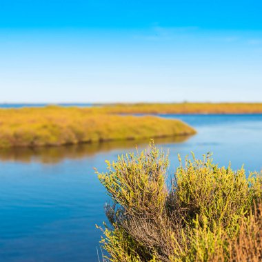 Ebro Delta Haliç ve sulak alanlar, Tarragona, Catalunya, İspanya. Metin için yer kopyalayın.