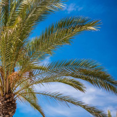 Palmiye ağacı üzerinde mavi gökyüzü arka plan, Salou, Tarragona, İspanya. Yakın çekim. 