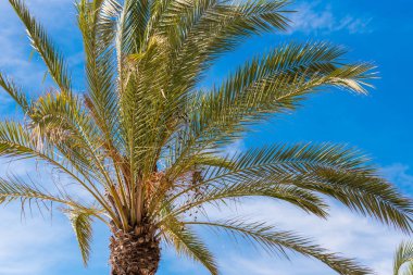 Palmiye ağacı üzerinde mavi gökyüzü arka plan, Salou, Tarragona, İspanya. Yakın çekim. 