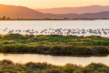 Flamingolar Ebro Delta Doğa Park, Tarragona, Catalunya, İspanya. Metin için yer kopyalayın.