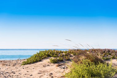 Kum plaj Miami Platja, Tarragona, Catalunya, İspanya. Yakın çekim.