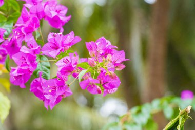 Bir arka plan bulanık, Louangphabang, Laos güzel çiçekler. Yakın çekim.