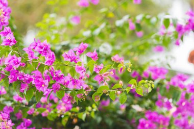 Bir arka plan bulanık, Louangphabang, Laos güzel çiçekler. Yakın çekim.