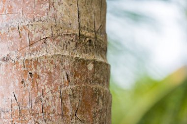 Louangphabang, Laos bir Hindistan cevizi ağacı gövde. Yakın çekim.