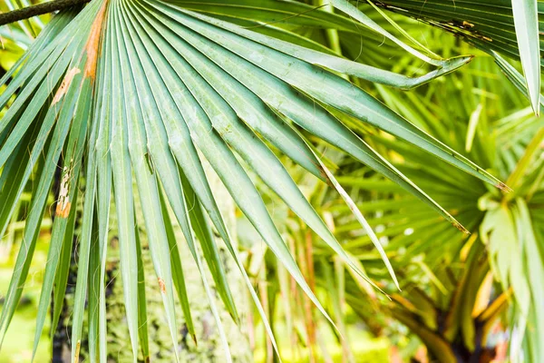 Folha de palma close-up em Louangphabang, Laos . — Fotografia de Stock