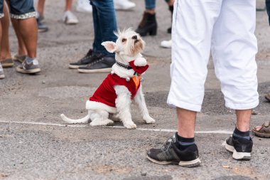 Bir takım elbise retro otomobil Volkswagen, Agde, Fransa bir sergisinde bir köpek. Metin için yer kopyalayın.