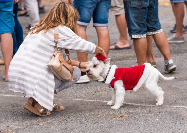 Bir takım elbise retro otomobil Volkswagen, Agde, Fransa bir sergisinde bir köpek. Metin için yer kopyalayın.