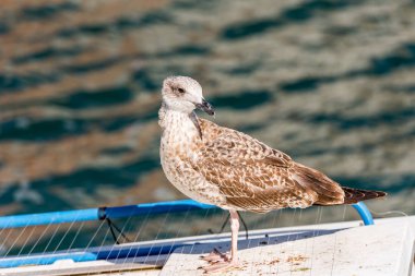 Martı su Sete, Fransa için arka plan üzerinde duruyor. Yakın çekim.