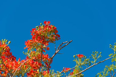 Kırmızı akasya mavi gökyüzü, Trinidad, Sancti Spiritus, Küba'ya karşı. Metin için yer kopyalayın.