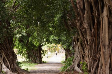Budaklı ağaçlar ve onları, Trinidad, Sancti Spiritus, Küba üzerinden bir yol. Metin için yer kopyalayın.