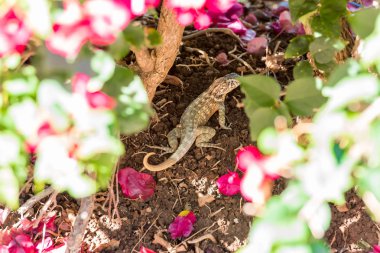 Kertenkele çiçekler, Varadero, Matanzas, Cuba gizler. Yakın çekim.