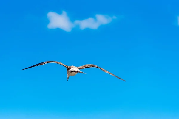 A gaivota voa contra o céu azul em Sete, Languedoc Roussillon, França. Espaço de cópia para texto . — Fotografia de Stock