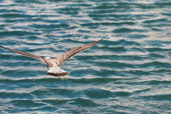 A gaivota voa sobre a água em Sete, Languedoc Roussillon, França. Espaço de cópia para texto . — Fotografia de Stock