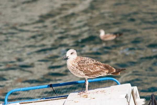 Seagull stands on the background of water in Sete, France. Copy space for text.