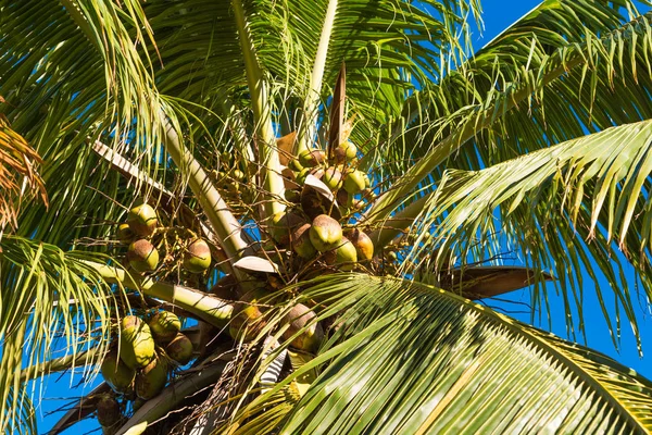 Cocos en el árbol, Cuba, La Habana. Primer plano . — Foto de Stock