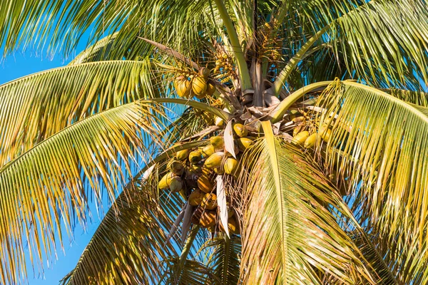 Cocos en el árbol, Cuba, La Habana. Primer plano . — Foto de Stock