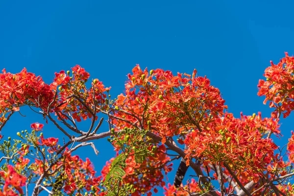 Röd acacia mot den blå himlen, Trinidad, Sancti Spiritus, Kuba. Kopiera utrymme för text. — Stockfoto