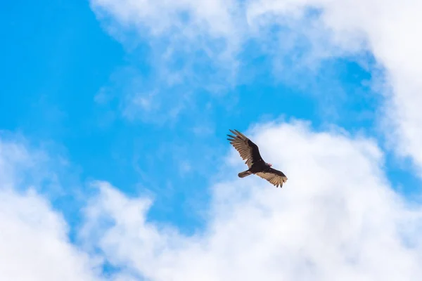 Eagle på en bakgrund av blå himmel, Trinidad, Sancti Spíritus, Kuba. Kopiera utrymme för text. — Stockfoto