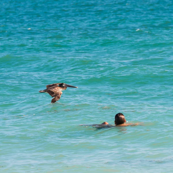 Pelican flyger över vattnet i Varadero, Kuba. Kopiera utrymme för text. — Stockfoto